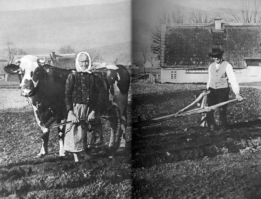 Ciężka codzienność. Krowa zaprzężona do pługa. Na front odeszli młodzi i silni. Wojsko skonfiskowało konie. Trzeba było jednak uprawiać ziemię, by wyżywić rodzinę i zwierzęta gospodarskie. Władze domagały się do-staw żywności. Trud pracy na roli spadał na barki starych gospodarzy. Ciężka codzienność. Krowa zaprzężona do pługa. Na front odeszli młodzi i silni. Wojsko skonfiskowało konie. Trzeba było jednak uprawiać ziemię, by wyżywić rodzinę i zwierzęta gospodarskie. Władze domagały się do-staw żywności. Trud pracy na roli spadał na barki starych gospodarzy.