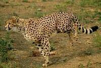 Gepard