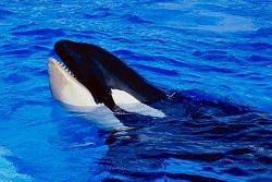 Orka