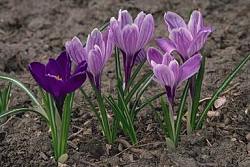 Krokus