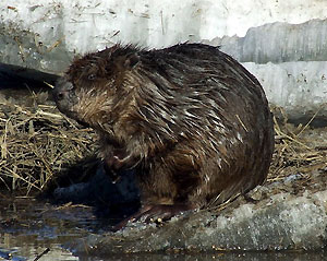 B�br europejski (fot. Tomas �ekanavi�ius / wikimedia)