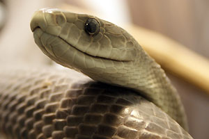 Czarna mamba (fot. wikimedia)
