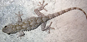 Gekon murowy (fot. wikimedia)