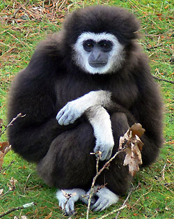 Gibbon bia�or�ki (fot. F. Lamiot / wikimedia)
