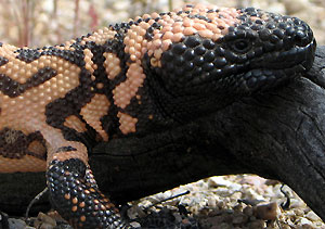 Heloderma arizo�ska (fot. wikimedia)