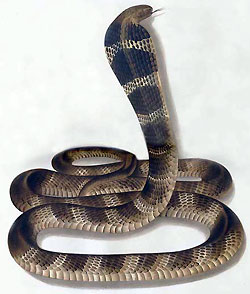 Kobra kr�lewska (rys. wikimedia)