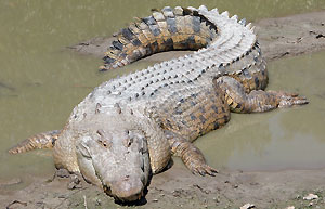 Krokodyl r�a�cowy (fot. wikimedia)
