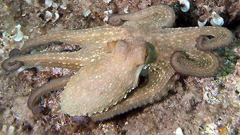 Osmiornica (fot. wikimedia)