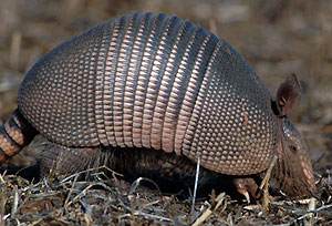 Pancernik d�ugoogonowy (fot. wikimedia)