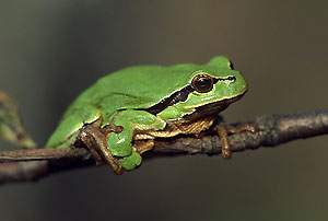 Rzekotka drzewna (fot. Marek Szczepanek / wikimedia)
