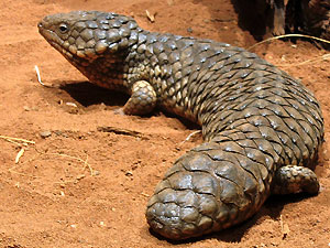 Scynk kr�tkoogonowy (fot. wikimedia)