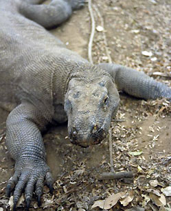 Waran z Komodo (fot. Tropenmuseum of the Royal Tropical Institute / wikimedia)