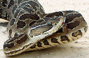 �araraka urutu (fot. wikimedia)