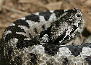 �mija nosoroga (fot. Jeroen Speybroeck / wikimedia)