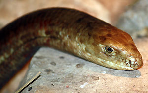 ��topuzik ba�ka�ski (fot. wikimedia)