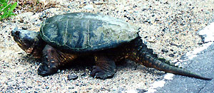 ��w jaszczurowaty (fot. wikimedia)