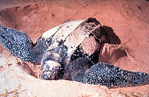 ��w sk�rzasty (fot. wikimedia)