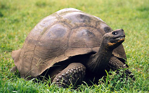 ��w s�oniowy (fot. wikimedia)