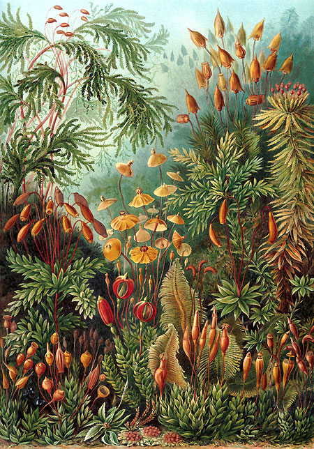 Muscinae - ilustracja z dzieła Kunstformen der Natur Ernsta Haeckela z 1904 roku. Muscinae - ilustracja z dzieła Kunstformen der Natur Ernsta Haeckela z 1904 roku (fot. wikimedia)