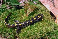 Salamandra plamista