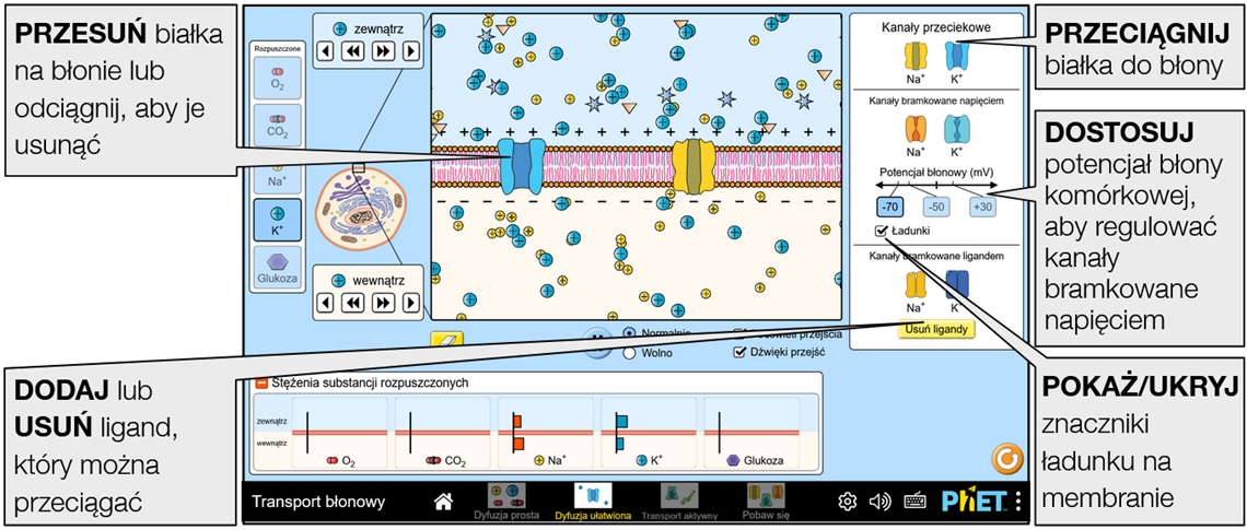 membrane-transport10