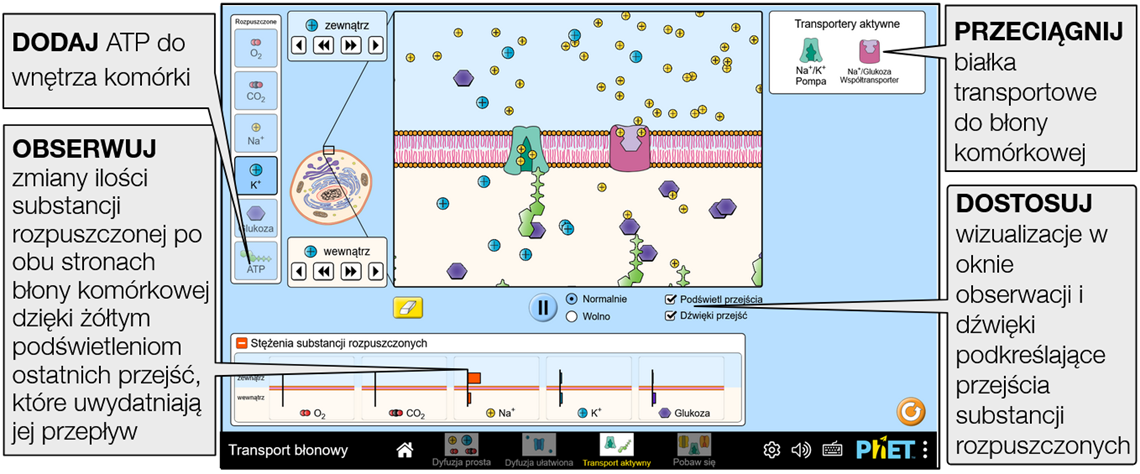 membrane-transport11