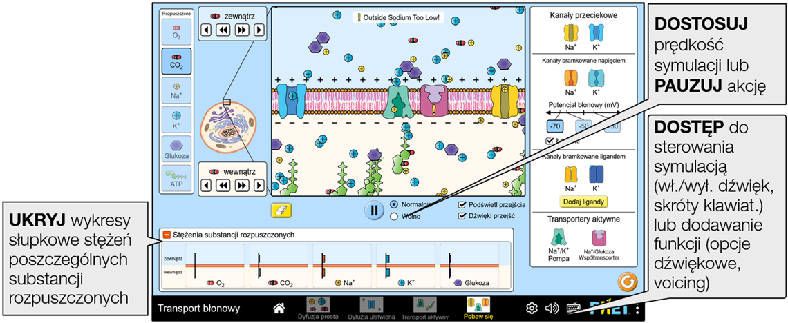 membrane-transport12