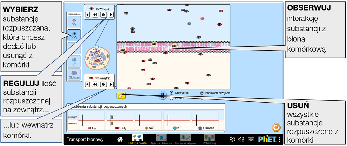 membrane-transport9